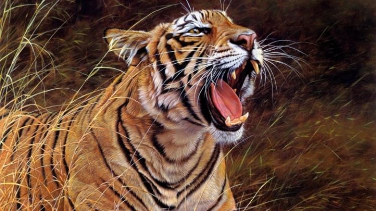 Mơ thấy hổ đuổi và giết hổ