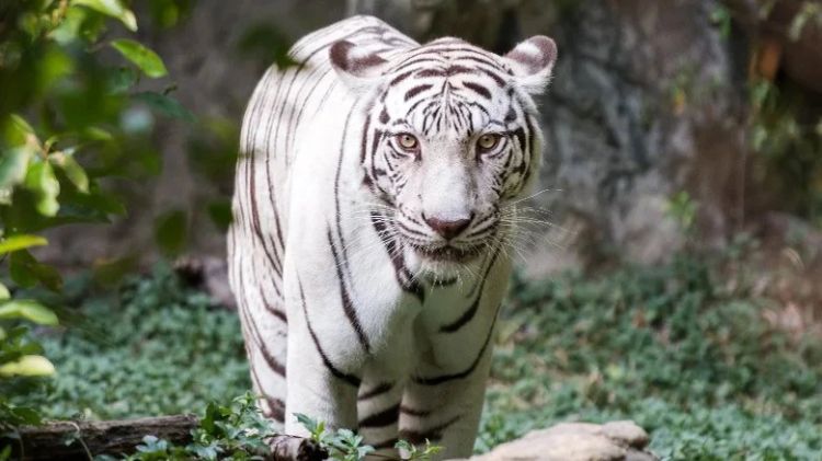 Mơ thấy hổ trắng đuổi bạn