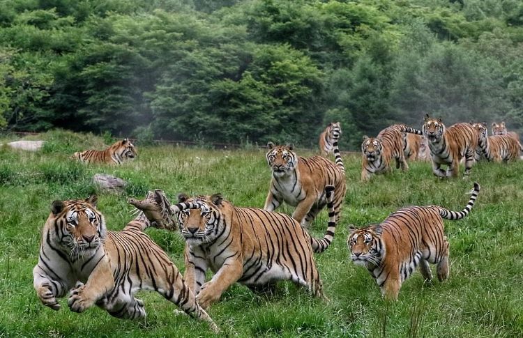 Nằm mơ thấy hổ đuổi nên đánh con gì