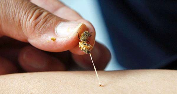 Chiêm bao thấy bị ong đốt khi đang chơi đùa